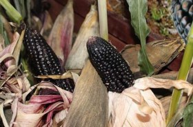 Perui bíbor kukorica - Kukorica különlegességek az Egzotikus Növények Stúdiója kínálatából
